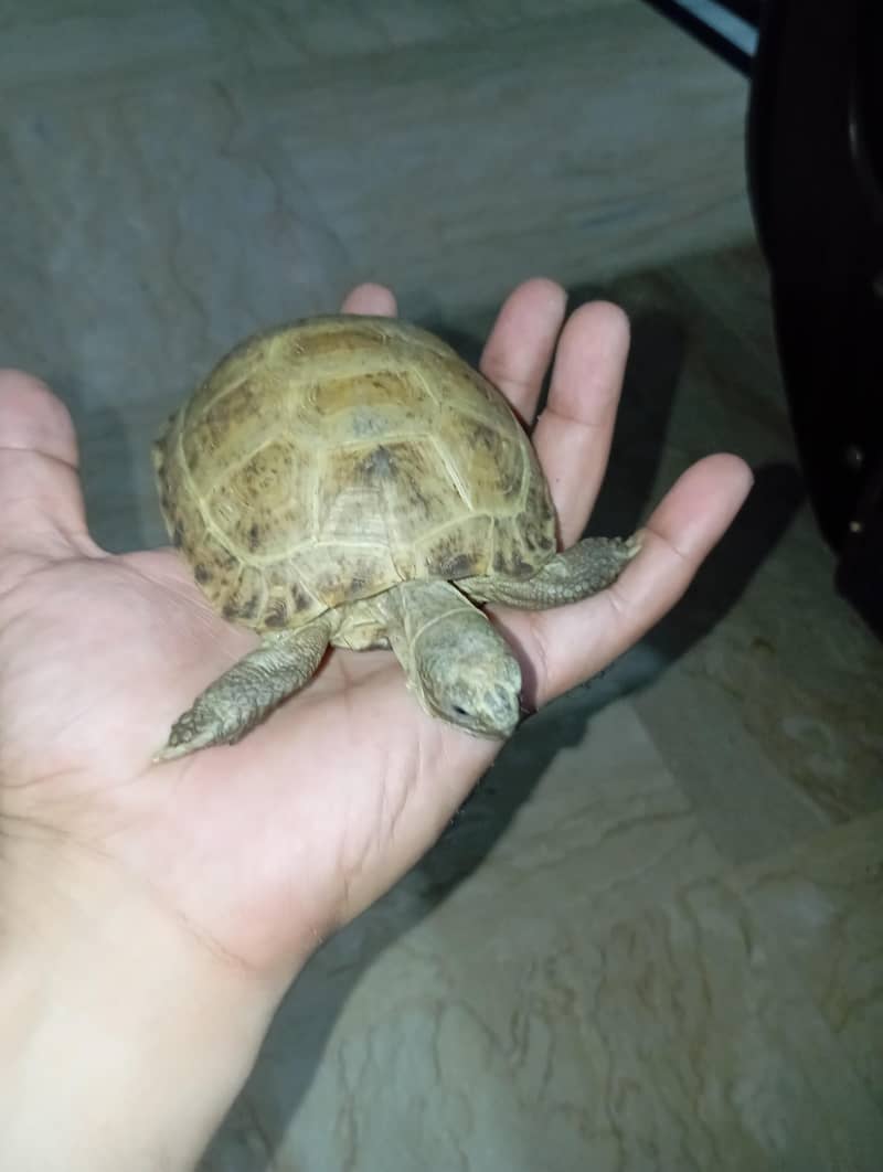tortoise 2