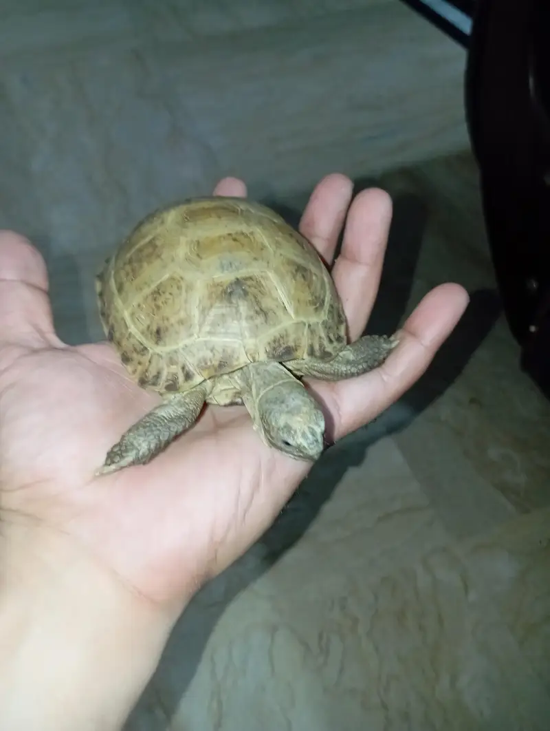 tortoise — photo 3