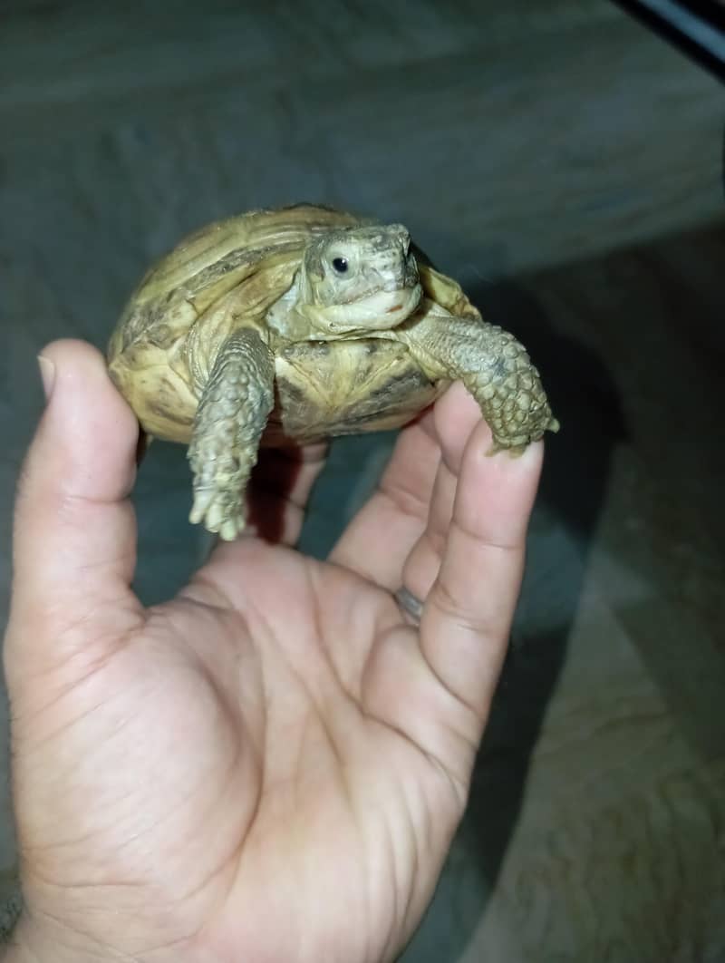 tortoise 3