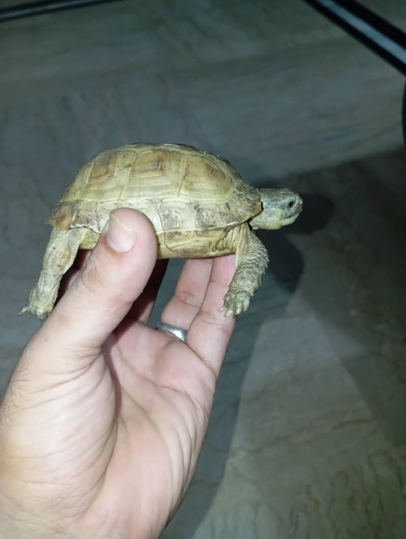 tortoise 4