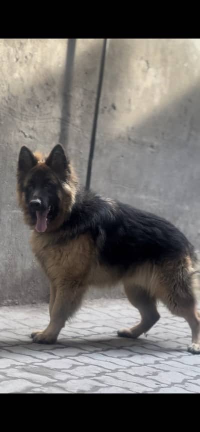 GSD DOG LONG COAT BLACK AND TAN COLOUR