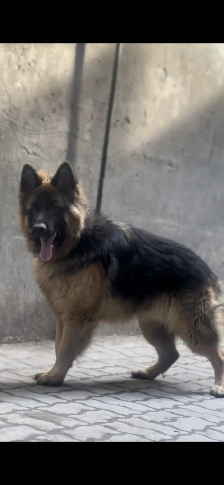 GSD DOG LONG COAT BLACK AND TAN COLOUR