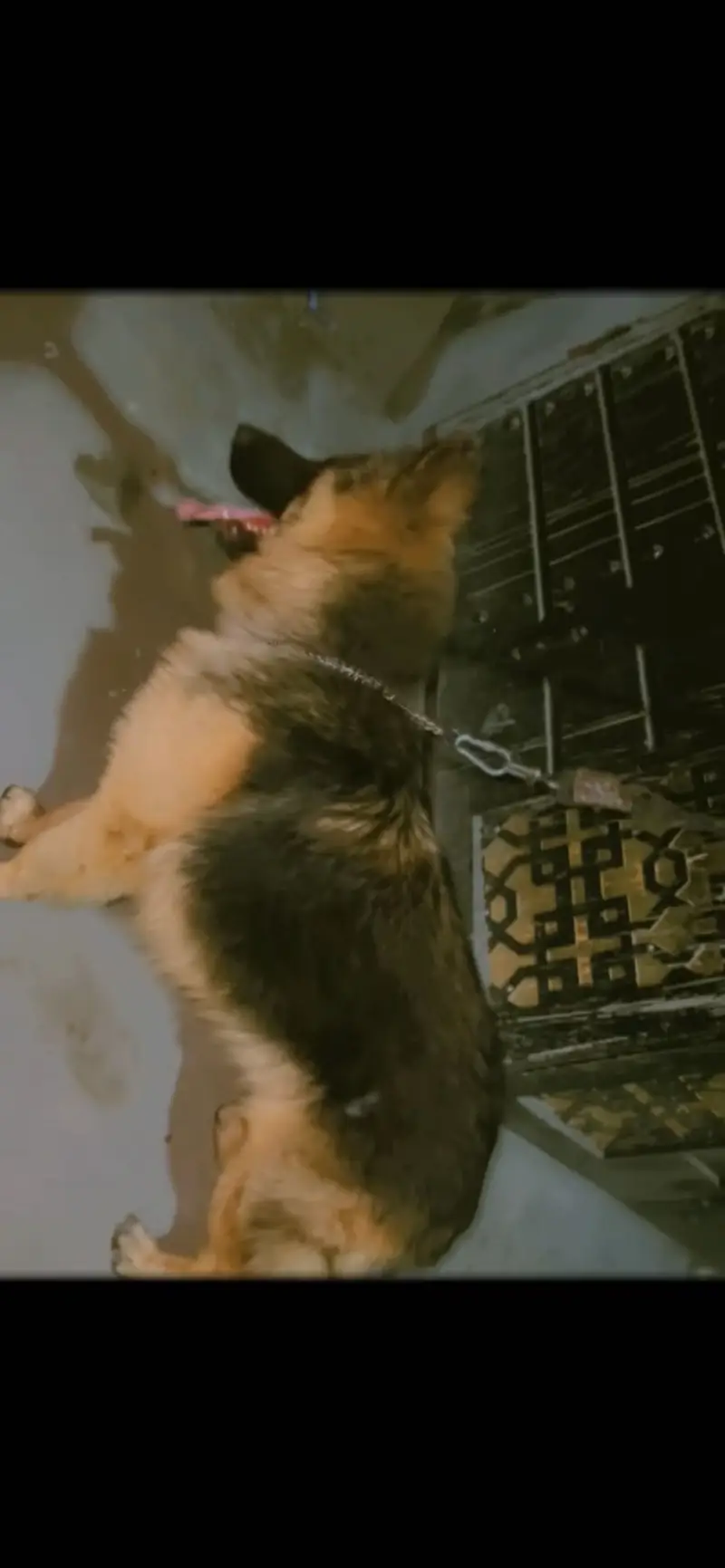 GSD DOG LONG COAT BLACK AND TAN COLOUR — photo 2