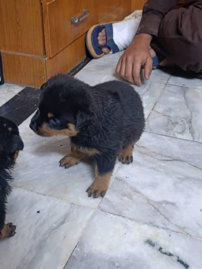 Rottweiler Puppy Male 03011665014