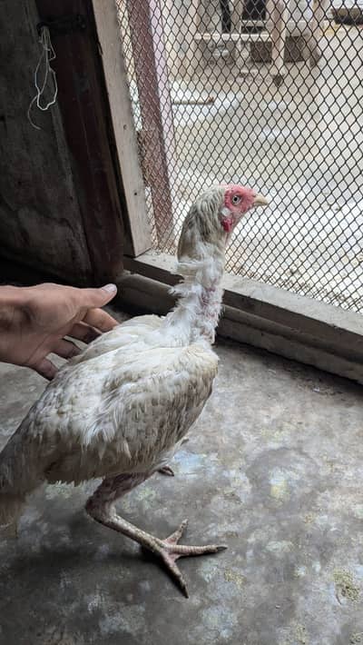 Aseel Trio for sale phle ad parhain