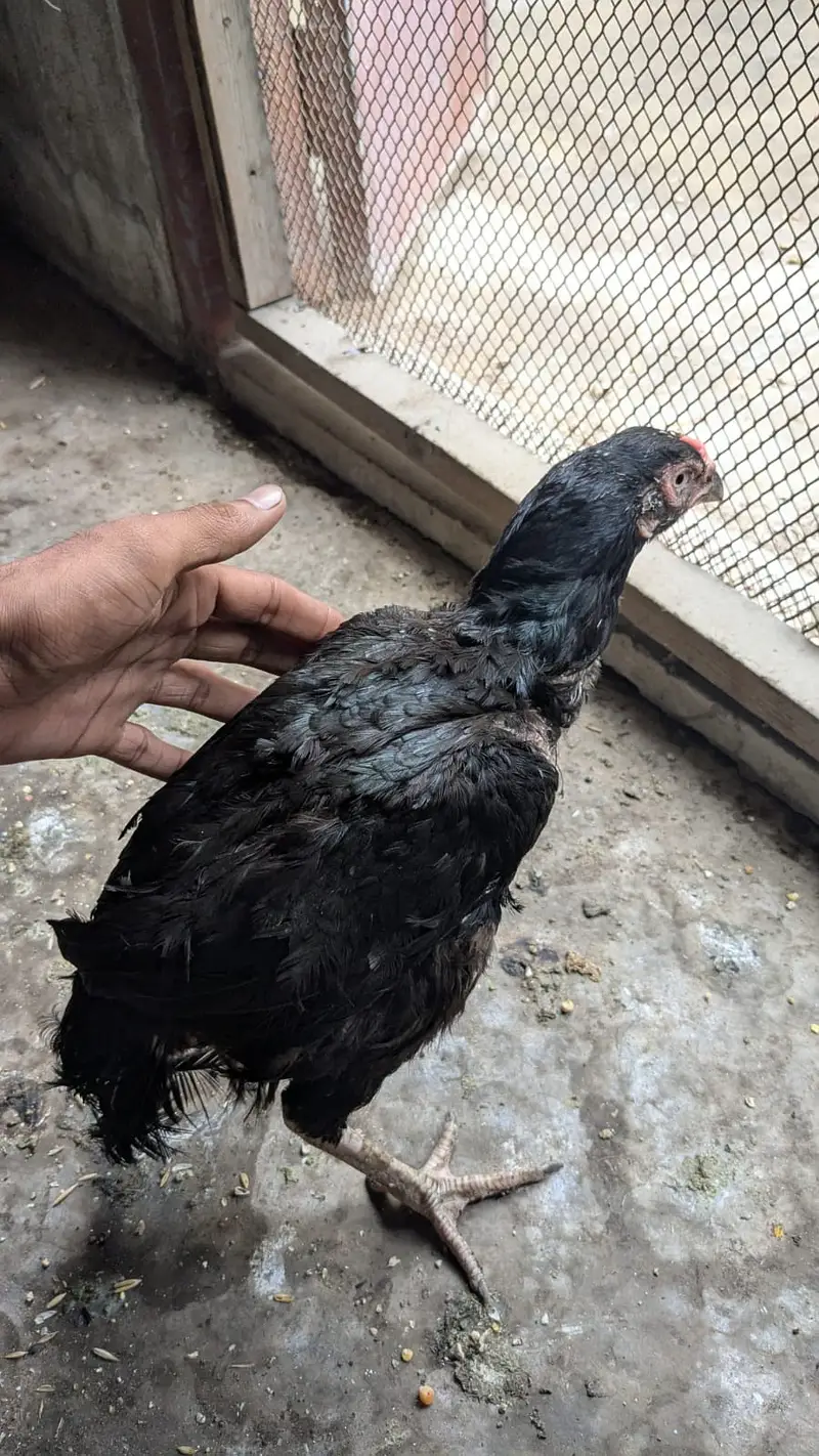 Aseel Trio for sale phle ad parhain — photo 2