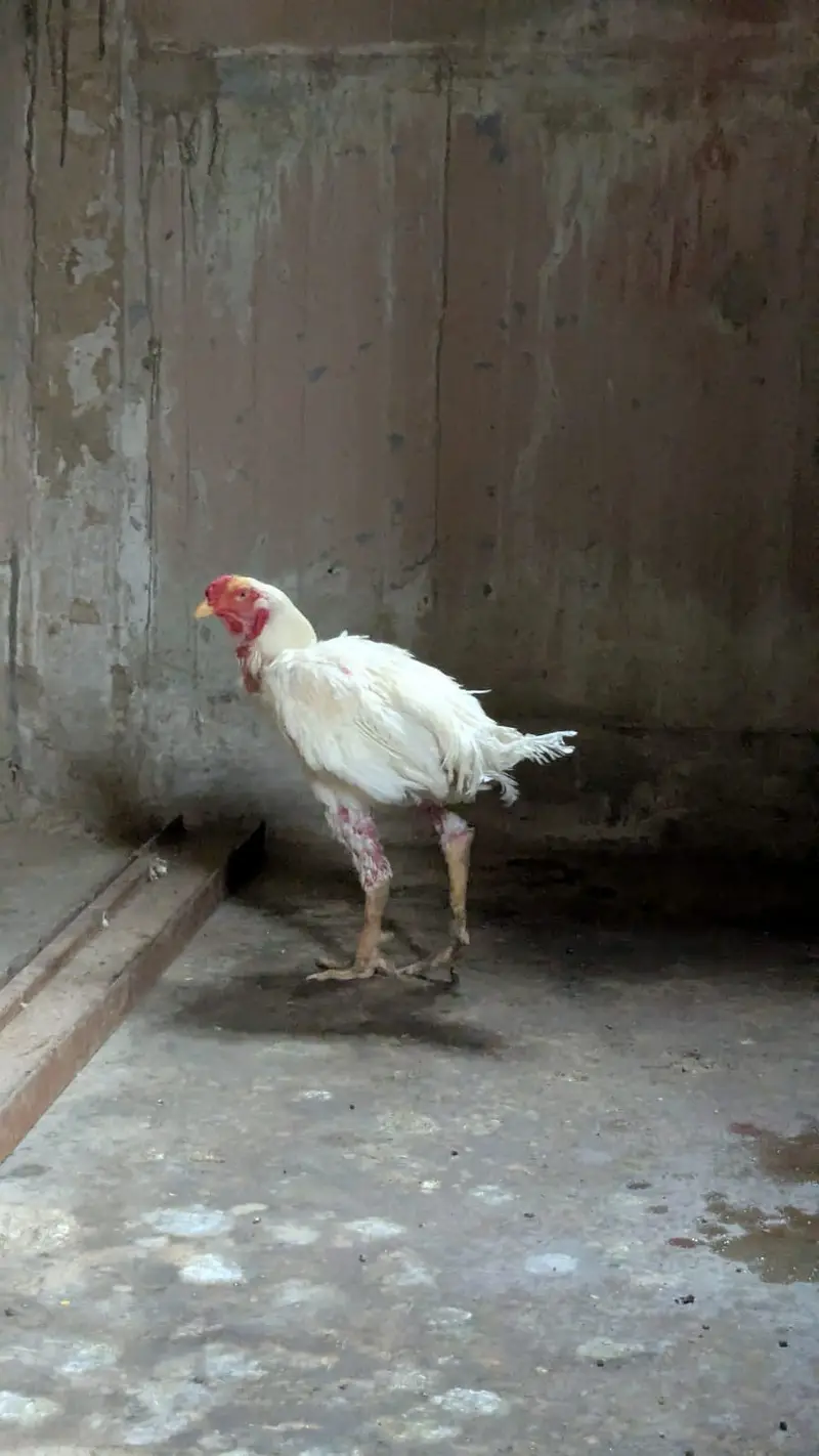 Aseel Trio for sale phle ad parhain — photo 3