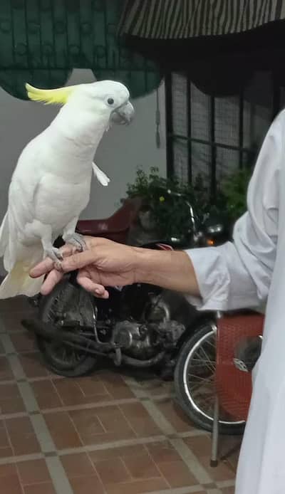 Beautiful and Healthy Male Cockatoo Parrot for Sale