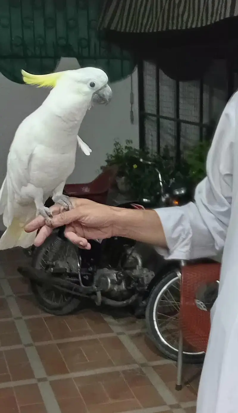 Beautiful and Healthy Male Cockatoo Parrot for Sale