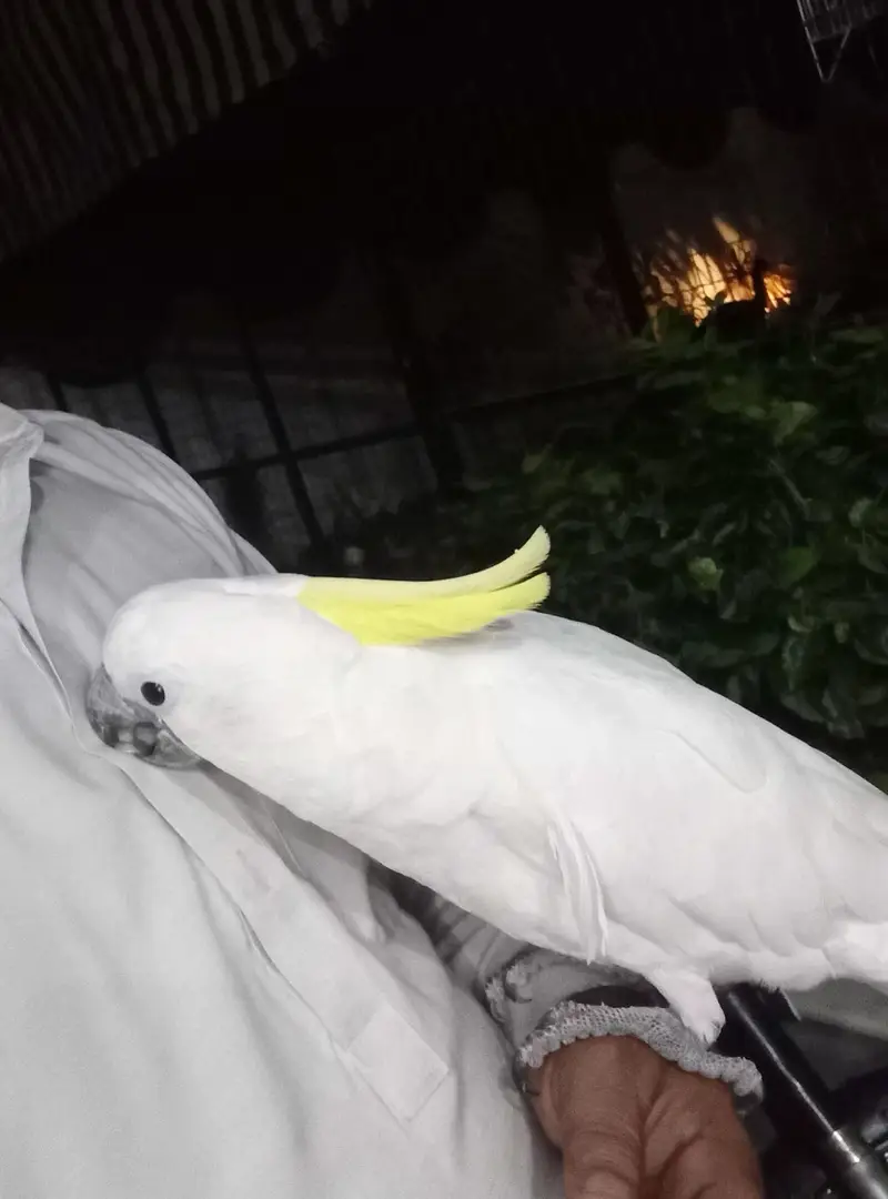 Beautiful and Healthy Male Cockatoo Parrot for Sale — photo 2