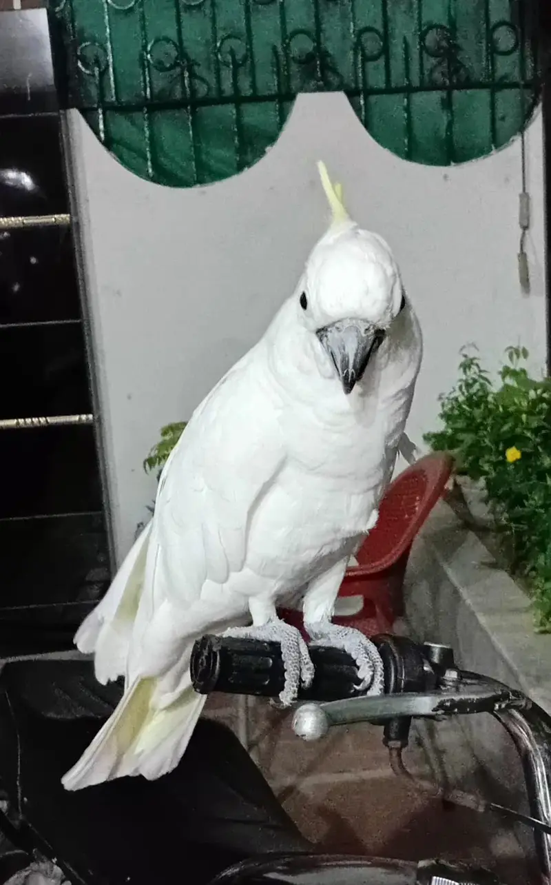 Beautiful and Healthy Male Cockatoo Parrot for Sale — photo 3