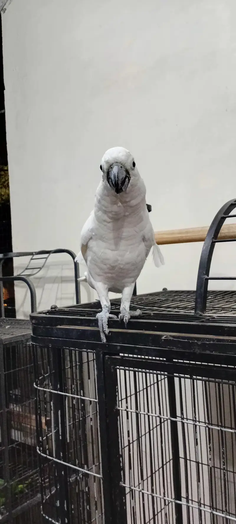 Beautiful and Healthy Male Cockatoo Parrot for Sale — photo 4