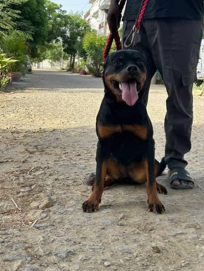 Rottweiler Female Urgent Sale