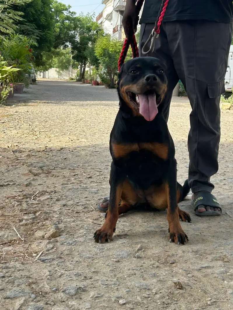Rottweiler Female Urgent Sale