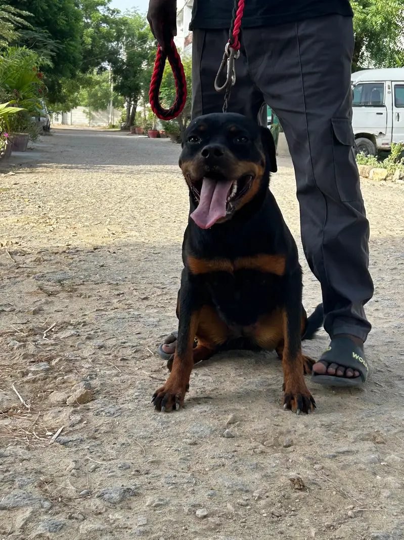Rottweiler Female Urgent Sale — photo 2
