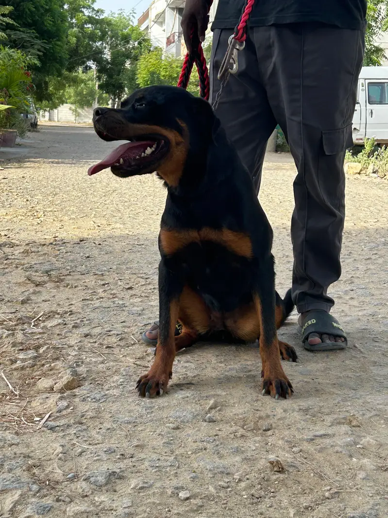 Rottweiler Female Urgent Sale — photo 3