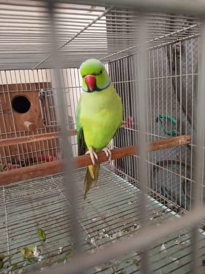 cages sale