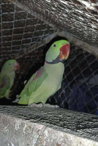 Kashmiri Raw Parrot Breeder Pair (Single female also available)