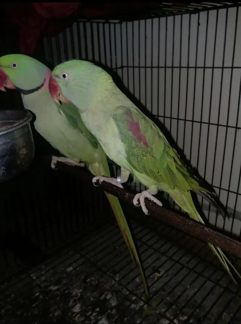 Kashmiri Raw Parrot Breeder Pair (Single female also available) — photo 2