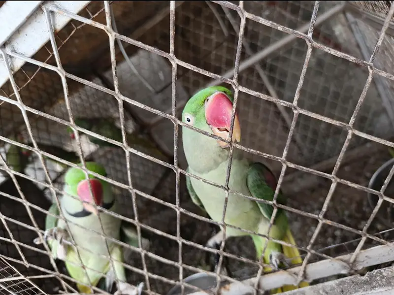 Kashmiri Raw Parrot Breeder Pair (Single female also available) — photo 3