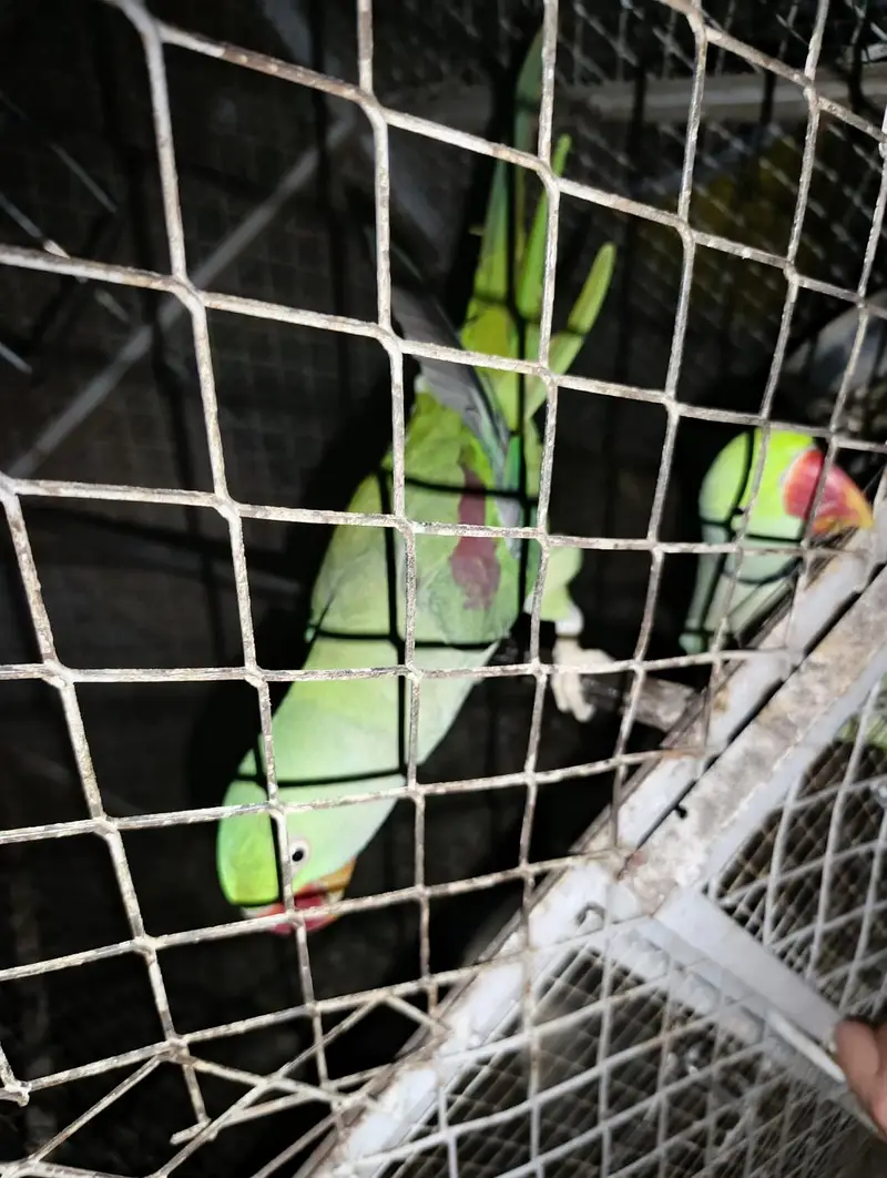 Kashmiri Raw Parrot Breeder Pair (Single female also available) — photo 4