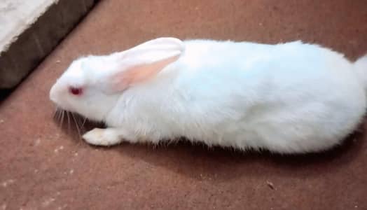 White Red Eyes Male Rabbit – Healthy – Proven Breeder