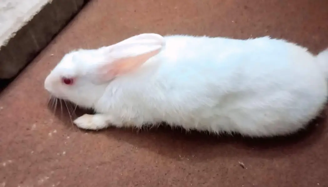 White Red Eyes Male Rabbit – Healthy – Proven Breeder