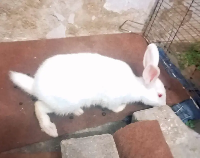 White Red Eyes Male Rabbit – Healthy – Proven Breeder — photo 2