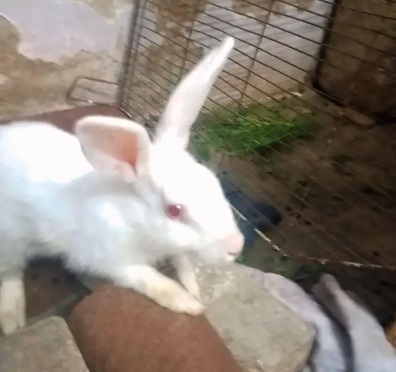 White Red Eyes Male Rabbit – Healthy – Proven Breeder — photo 3