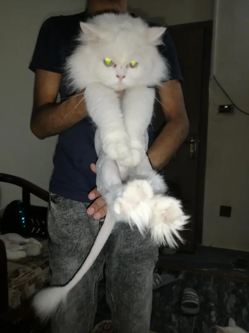 For Sale. . .
