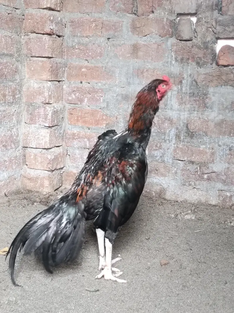 mainyawali — photo 2