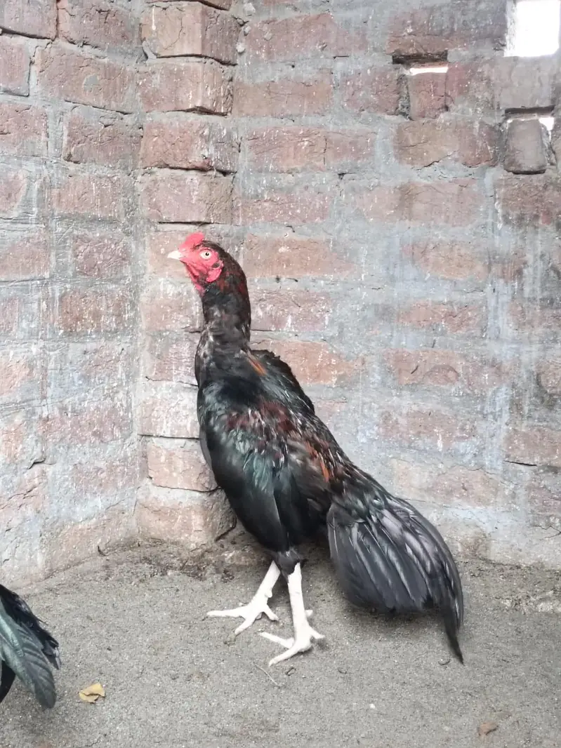 mainyawali — photo 3