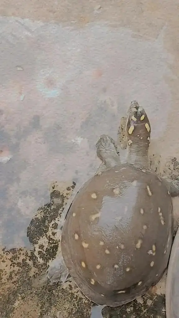 tortoise  — photo 2