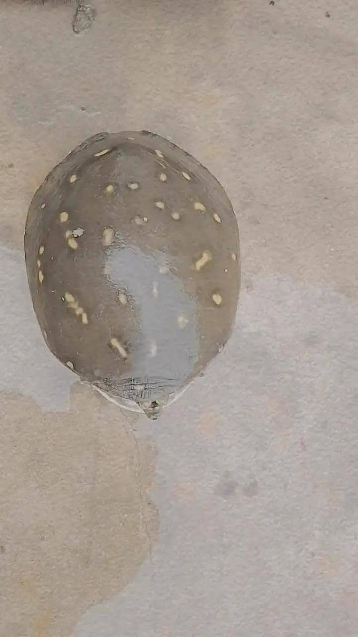tortoise  2