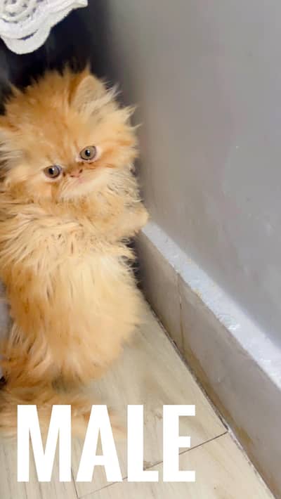 Punch Face Female Persian Fluffy Kitten