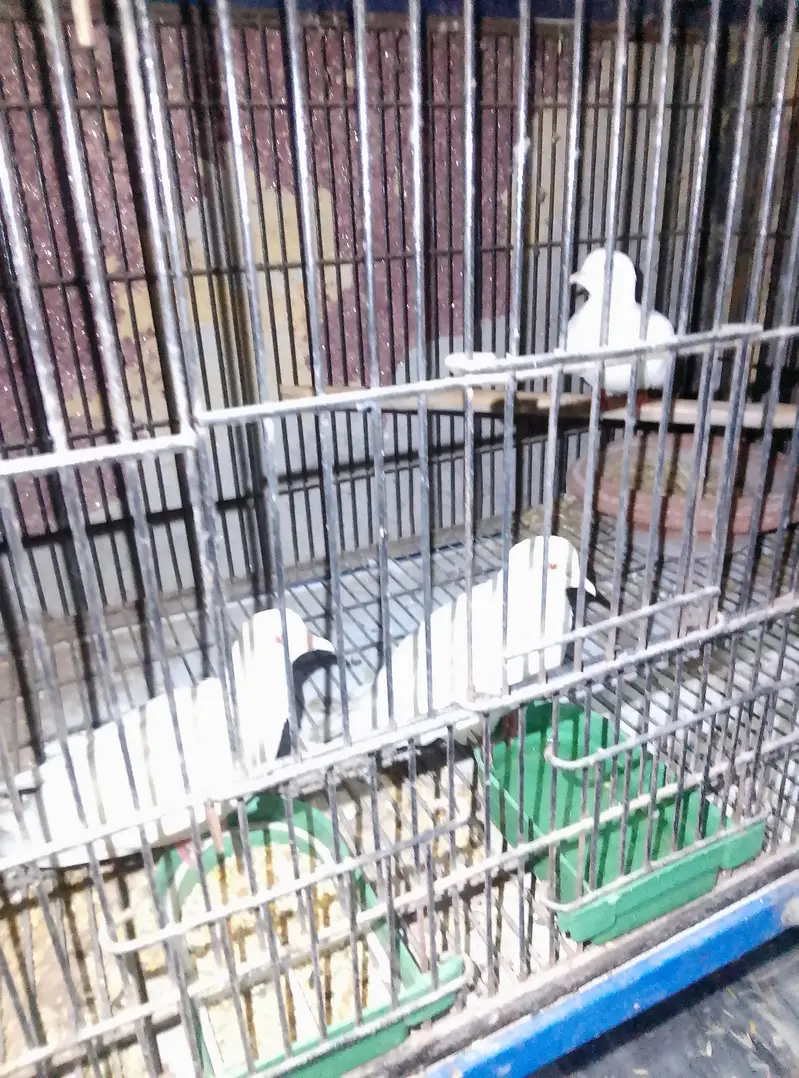 onemale two female — photo 2