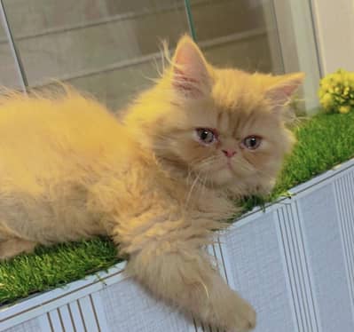 Punch Face Female Persian Fluffy Kitten