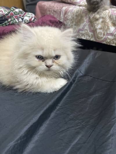 Persian kitten semi punch face