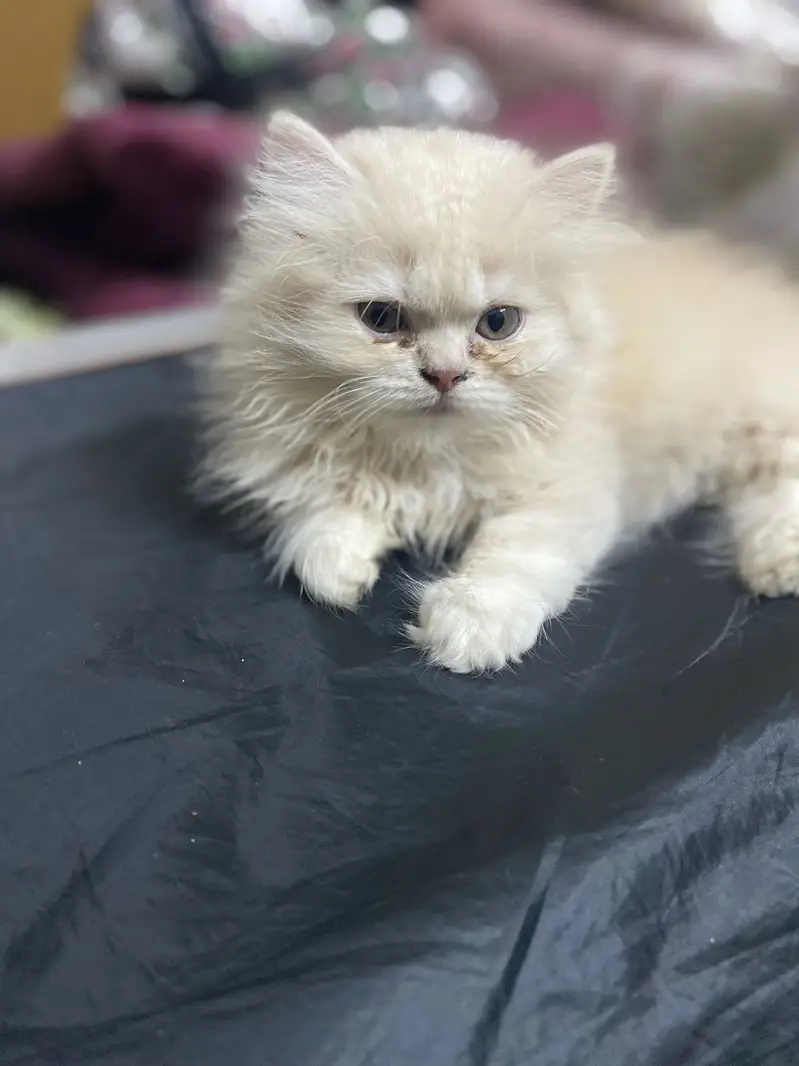 Persian kitten semi punch face — photo 2