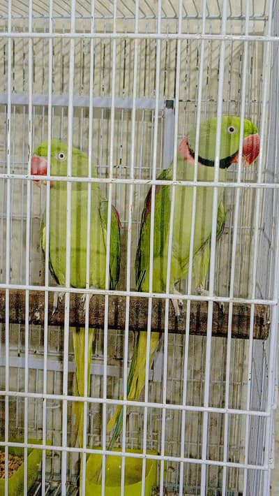 Raw parrot for sale