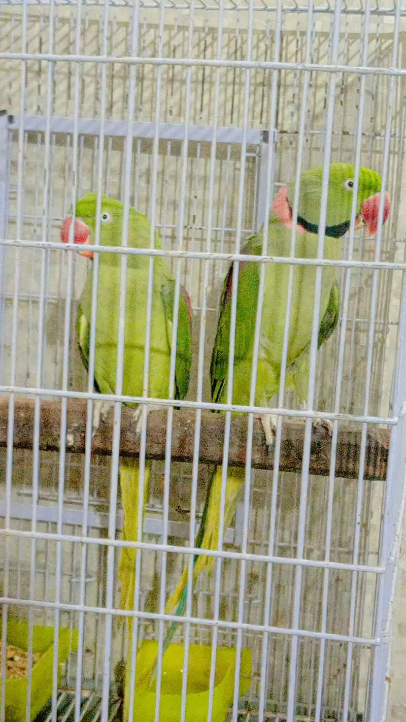 Raw parrot for sale — photo 3