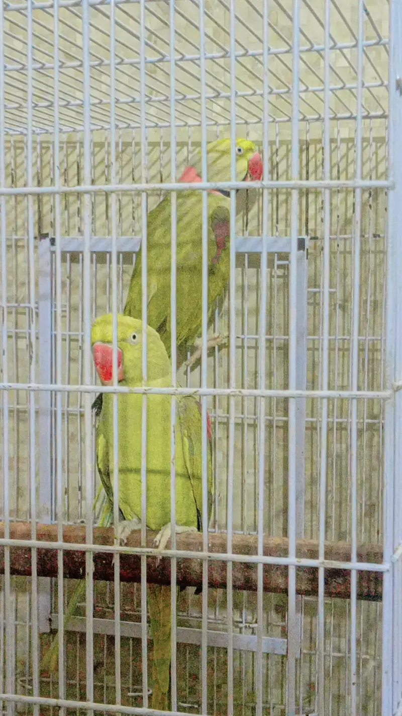 Raw parrot for sale — photo 4
