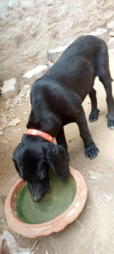 Panthar black Male
