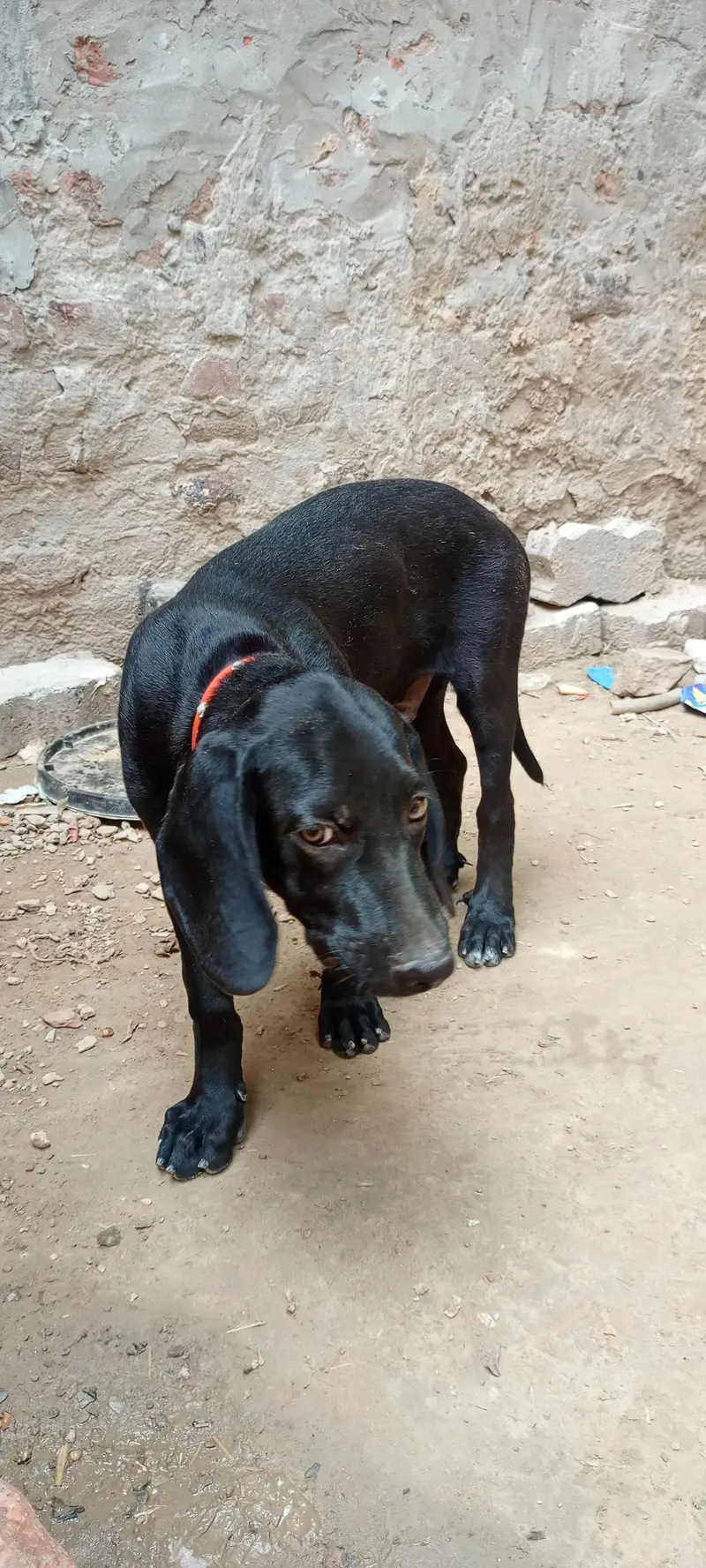 Panthar black Male — photo 2