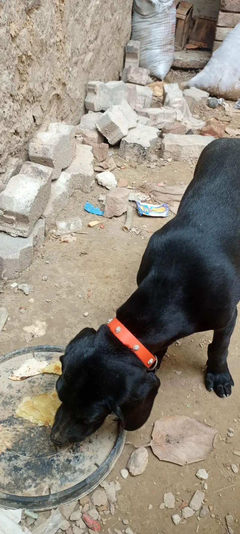 Panthar black Male — photo 3