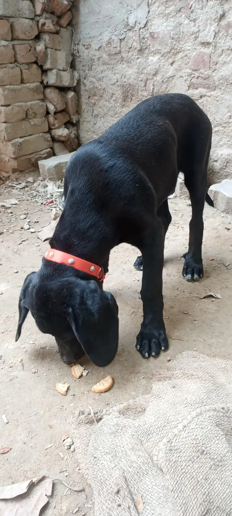 Panthar black Male — photo 4