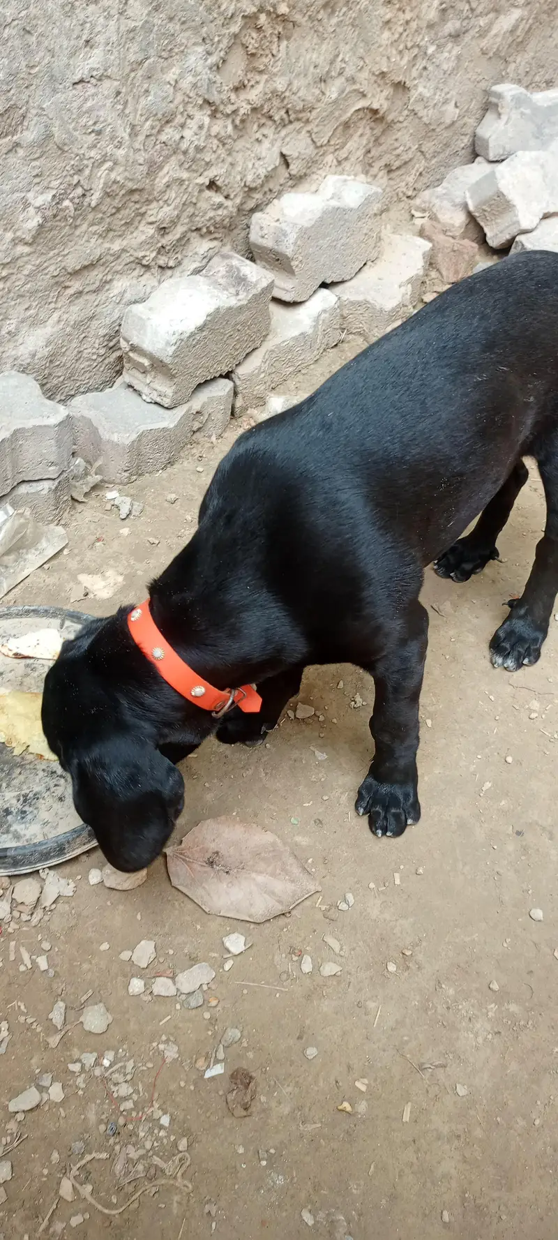 Panthar black Male — photo 5