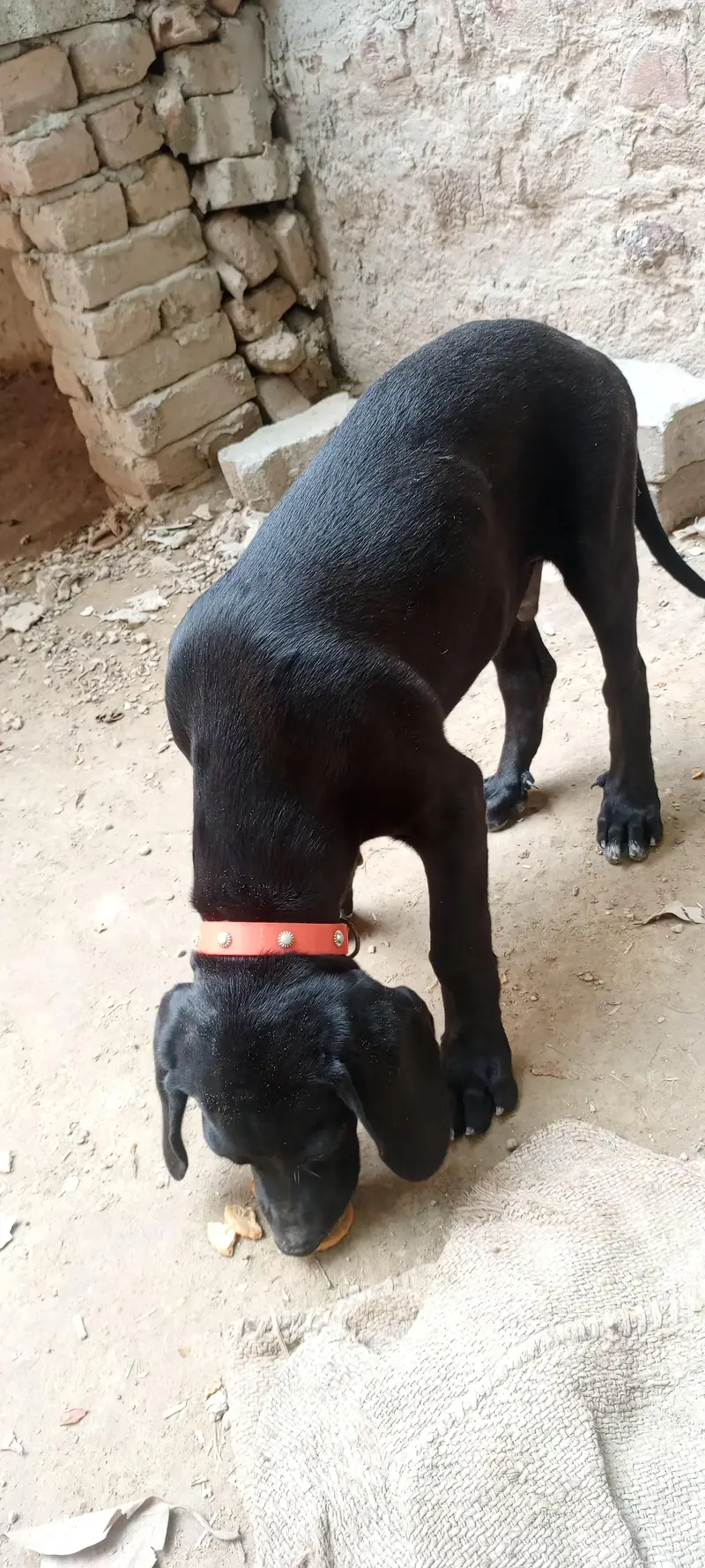 Panthar black Male — photo 6