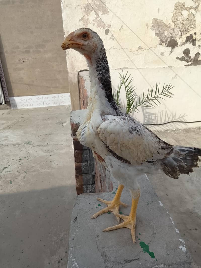 samosa 3