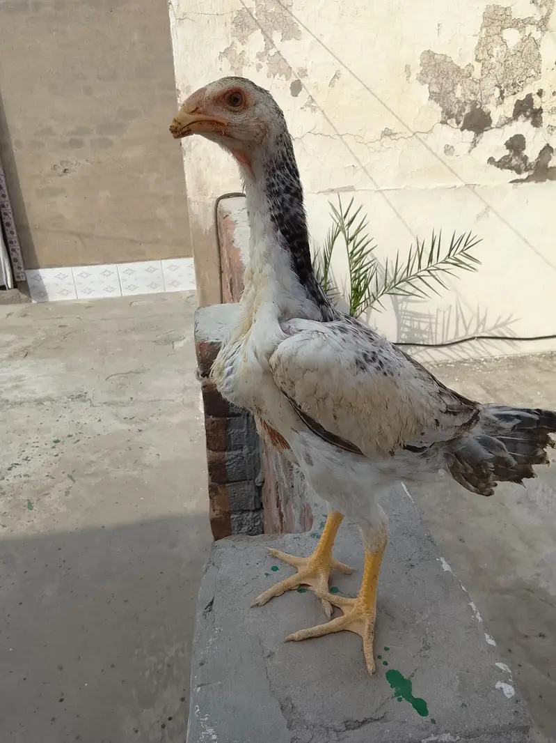samosa — photo 4
